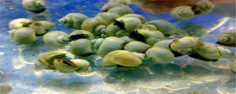 紫纹螺怎么繁殖 紫纹螺怎么繁殖视频