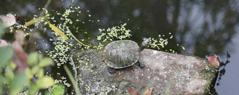 龟苗怎么过冬 2-3厘米的龟苗怎么过冬