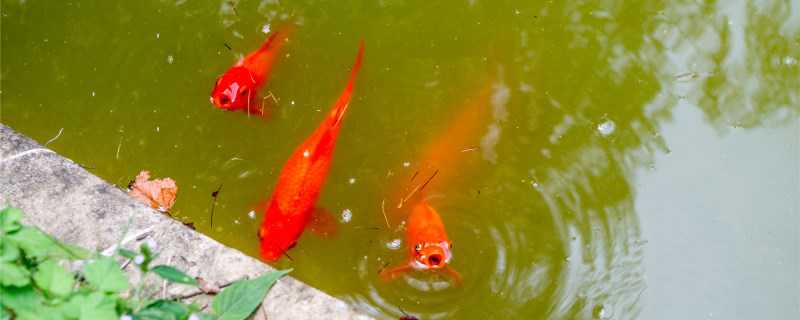 锦鲤鱼怎么过冬（锦鲤鱼过冬需要保温吗?）