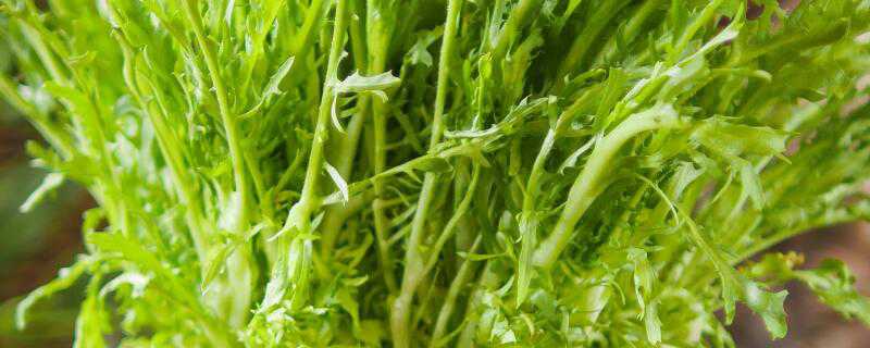 雪菜是萝卜叶吗 雪菜是不是萝卜叶