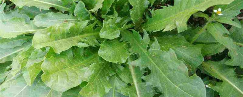 败酱草是苦菜吗（败酱草图片与苦菜区别一）