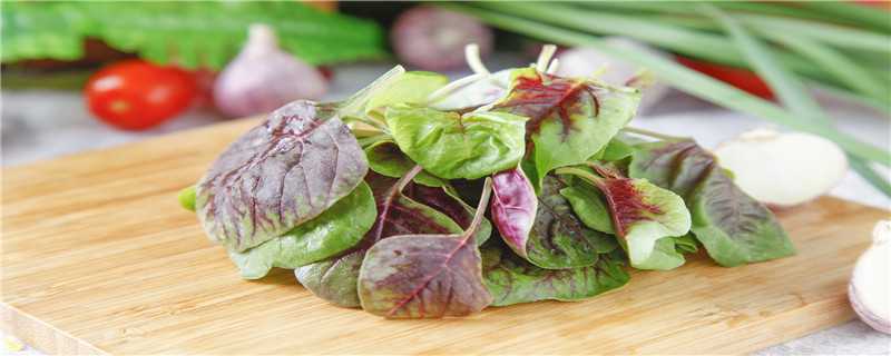 汉菜是发物吗 汉菜是发物吗皮肤病