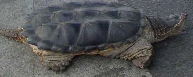 大鳄龟怎么过冬（大鳄龟怎么过冬天）