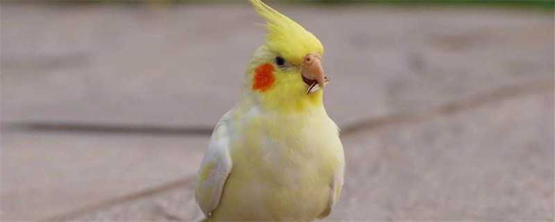 玄凤怎么过冬（玄凤怎么过冬天）