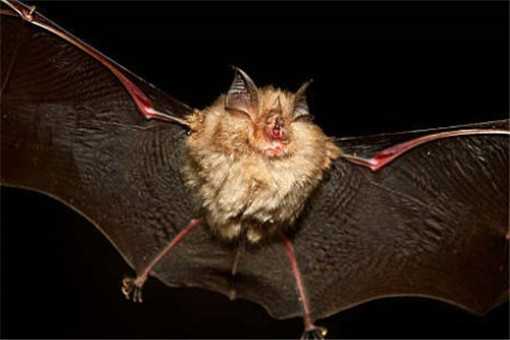 蝙蝠的天敌