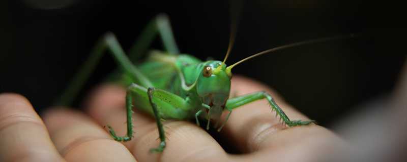 蝈蝈怎么过冬 蝈蝈怎么过冬的容器