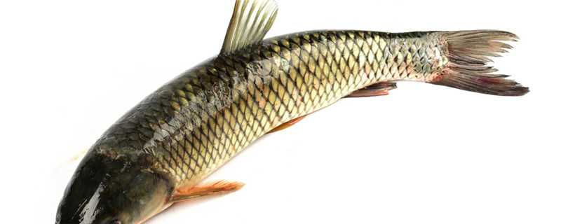 草鱼怎么繁殖的 草鱼怎么繁殖的图片