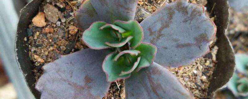 多肉蝴蝶之舞怎么繁殖（多肉蝴蝶之舞开花吗）