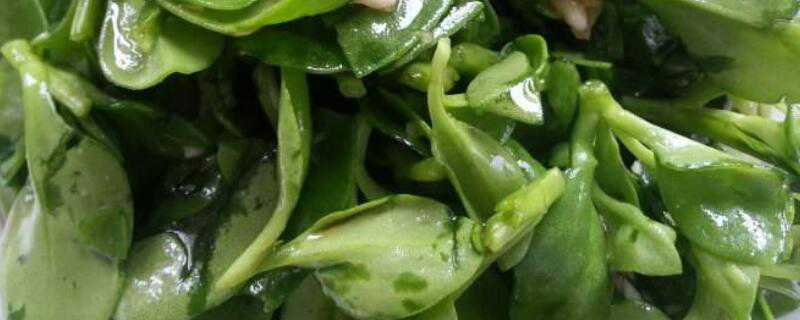 田七菜吃起来是酸的吗（田七菜吃起来是酸的吗）