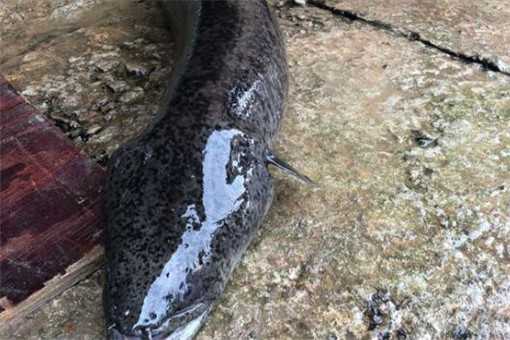 野生鳗鱼价格是多少钱一斤