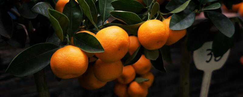 秋季可以种什么水果（秋季可以种什么水果?）