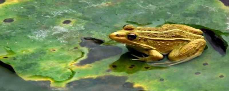 青蛙是怎么过冬的（青蛙是怎么过冬的答案）