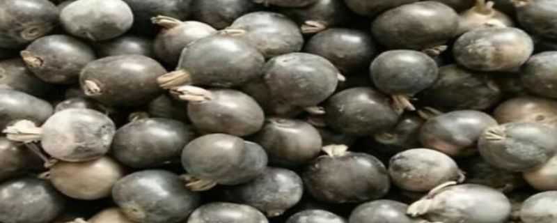 草珠子与薏米的区别（草珠子与薏米的区别图片）