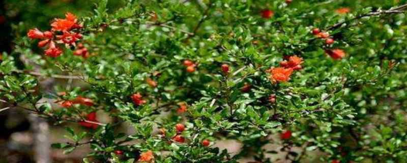 花石榴和果石榴的区别 花石榴和果石榴的区别是什么?