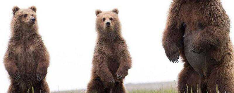 熊是怎么过冬的 熊是怎么过冬的方式