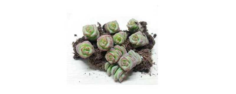 钱串子怎么繁殖（钱串子怎么繁殖扦插）