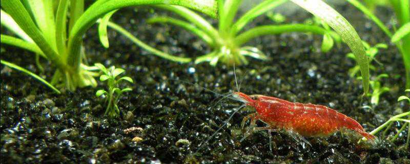 虾抱卵后怎么繁殖 虾如何抱卵