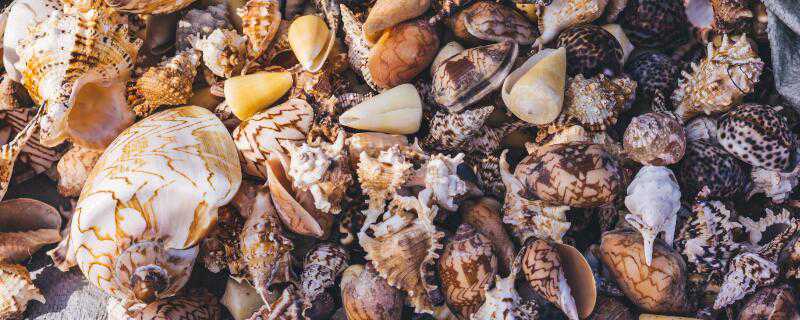 海螺是怎么繁殖的 海螺丝怎么繁殖