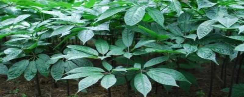 三七苗期用什么农药 三七苗期用什么农药效果好