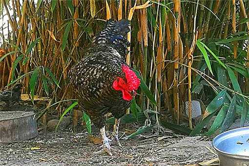 芦花鸡饲养