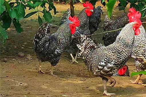 汶上芦花鸡好在哪里 汶上芦花鸡多少钱一只