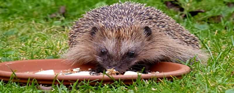 刺猬是怎么过冬的 刺猬是怎么过冬的用一句话说一说