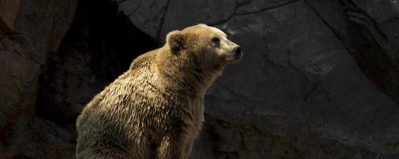 狗熊怎么过冬 狗熊怎样冬眠的