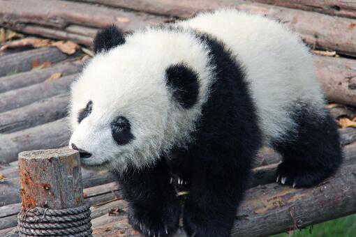 小熊是怎么长大的