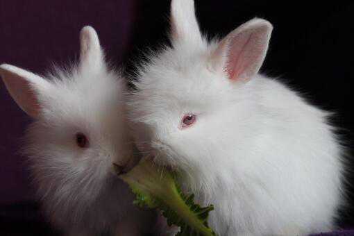 小白兔怎么养