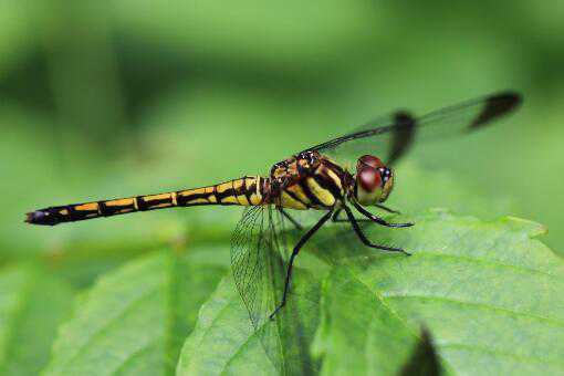 蜻蜓为什么点水