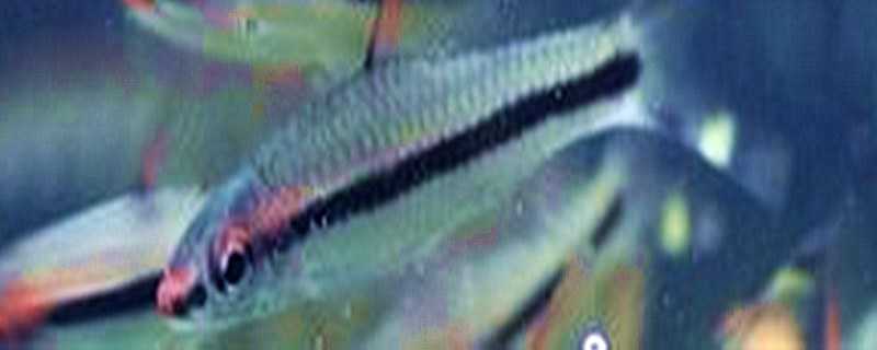 一眉道人怎么繁殖 一眉道人怎么繁殖起点