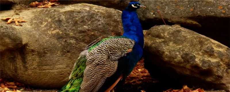 孔雀是怎么繁殖的 孔雀是怎么繁殖的