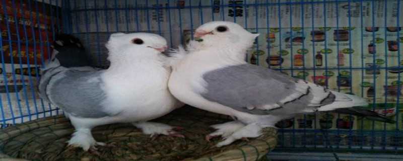 淑女鸽繁殖力怎么样（淑女鸽什么样子的比较好）