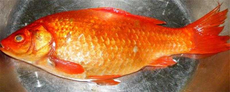 家养红鲫鱼怎么繁殖 家养红鲫鱼怎么繁殖视频