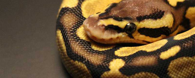 蛇是怎么准备过冬的(蛇是怎样准备过冬的?)