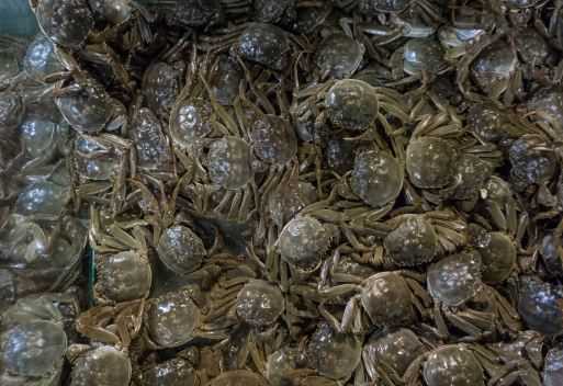 2019盘锦河蟹苗多少钱一斤（盘锦螃蟹苗价格）