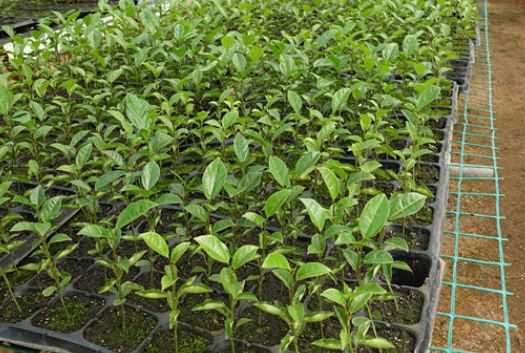 黄金百香果苗价格是多少钱一棵（黄金百香果市场价多少钱一斤）