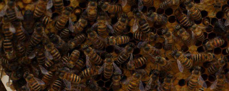 野蜂怎么过冬 野蜜蜂怎么过冬