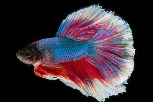 泰国斗鱼怎么养