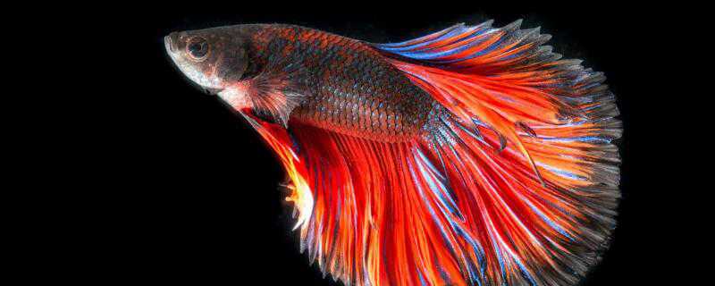 泰国斗鱼怎么繁殖 泰国斗鱼怎么繁殖出精品