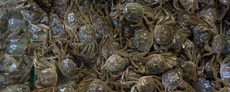 螃蟹怎么过冬 宠物螃蟹怎么过冬