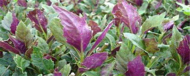 红背菜致癌是真的吗 红背菜真的有毒吗