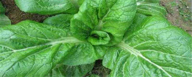 青菜怎么施肥 青菜怎么施肥才不会烧跟