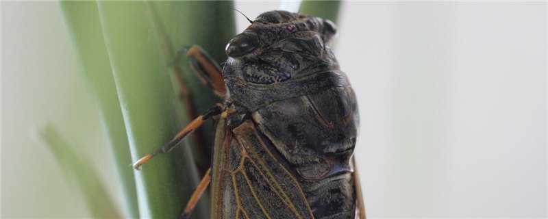 知了怎么繁殖后代（知了的繁殖方式）