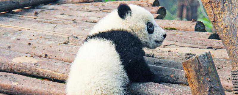 熊猫怎么过冬（熊猫怎么过冬简说）