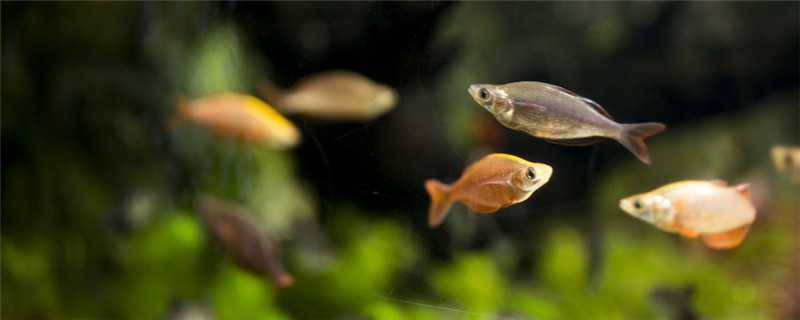 小鱼喜欢吃什么食物 小鱼喜欢吃什么食物 幼儿园