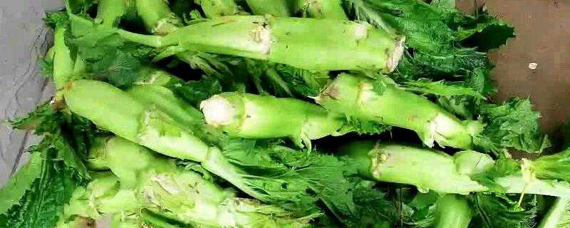 芥菜可以生吃吗（芥菜可以直接吃吗）