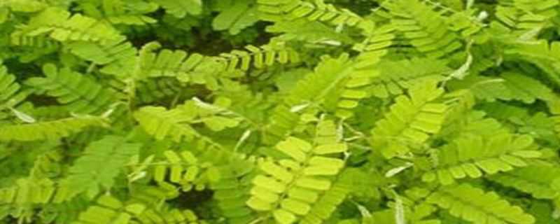 鸡骨草与鸡母珠的区别 鸡骨草与鸡母珠的区别图片