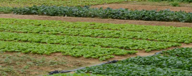 菜和草的区别(菜和草的区别图片)