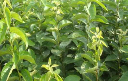 现在软枣树苗价格多少钱一棵（现在软枣树苗价格多少钱一棵呢）